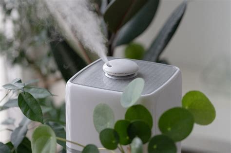 best humidifiers for plants